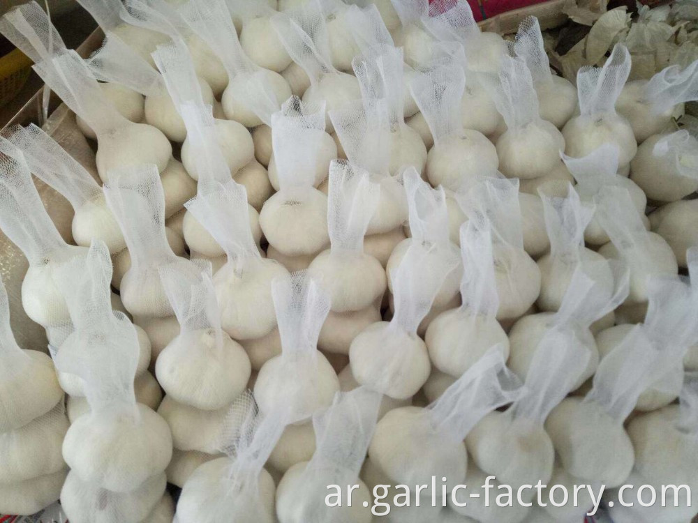 Fresh pure white garlic 5.5 cm